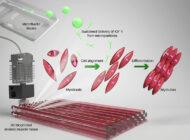 Growth Factor-Loaded Microparticles Enhance 3D Bioprinted Muscle