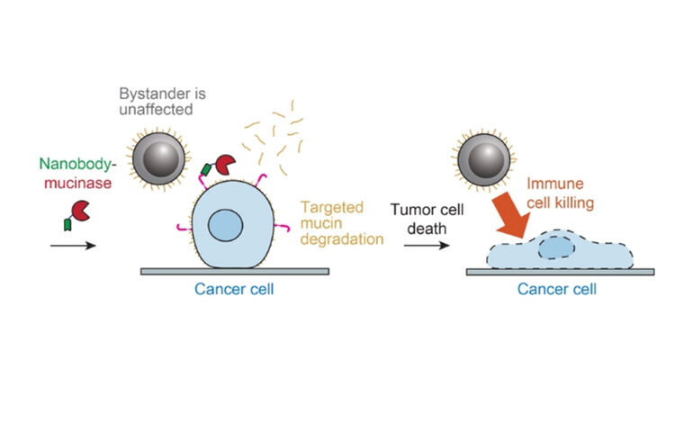 Enzyme Treatment Strips Mucins from Cancer Cells